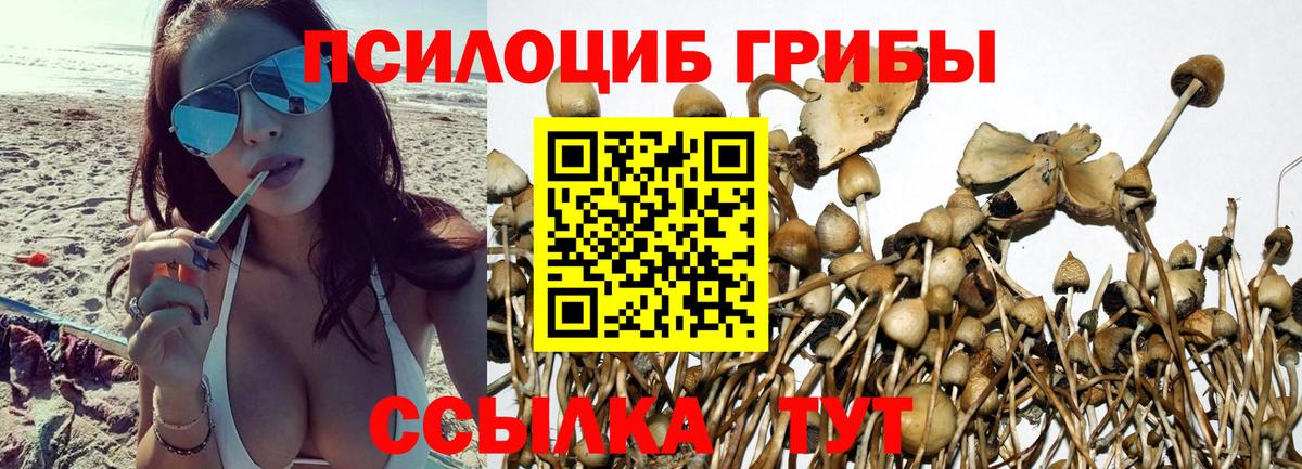 Псилоцибиновые грибы Psilocybe Киреевск